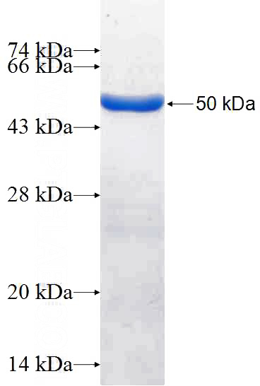 Recombinant Human Occludin SDS-PAGE