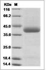 Human CHRNA5 Protein (His Tag)