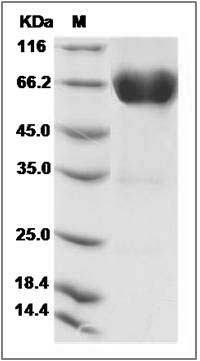 Human CD300A Protein (Fc Tag) SDS-PAGE