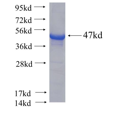Recombinant human GPD2 SDS-PAGE