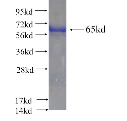 Recombinant human UNC45B SDS-PAGE