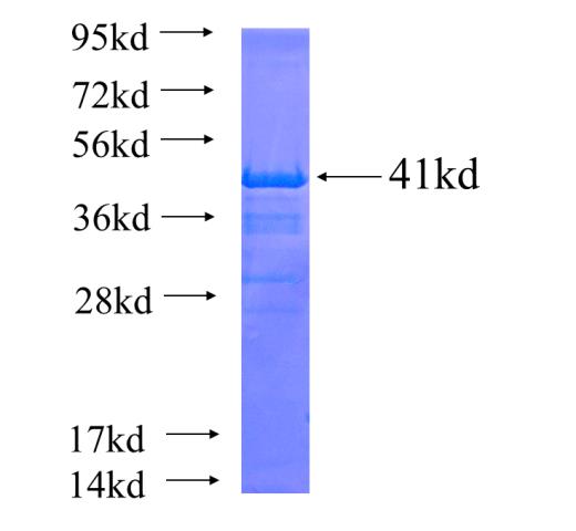 Recombinant human H3F3B SDS-PAGE