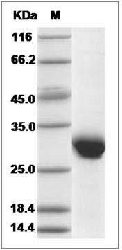Human APOA1 / ApoAI Protein (His Tag) SDS-PAGE