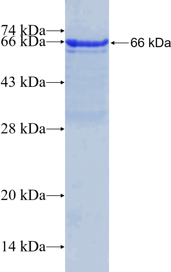 Recombinant Human TFCP2L1 SDS-PAGE