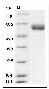 Mouse VNN1 / Vanin-1 Protein (His Tag) SDS-PAGE
