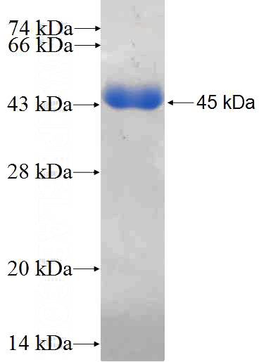 Recombinant Human KPTN SDS-PAGE