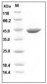 Mouse ACY1 / Aminoacylase-1 Protein (His Tag) SDS-PAGE