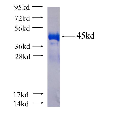 Recombinant human MAP7 SDS-PAGE