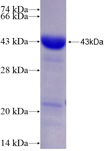 Recombinant Human DND1 SDS-PAGE