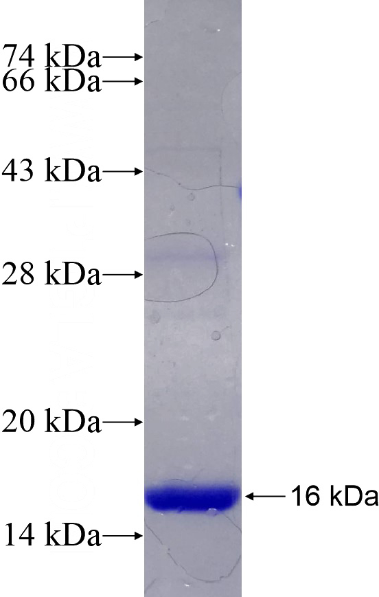 Recombinant Human POLR2J SDS-PAGE