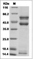 Mouse TGF-beta 2 / TGFB2 Protein (His Tag)
