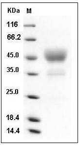 Human CD24 Protein (Fc Tag) SDS-PAGE