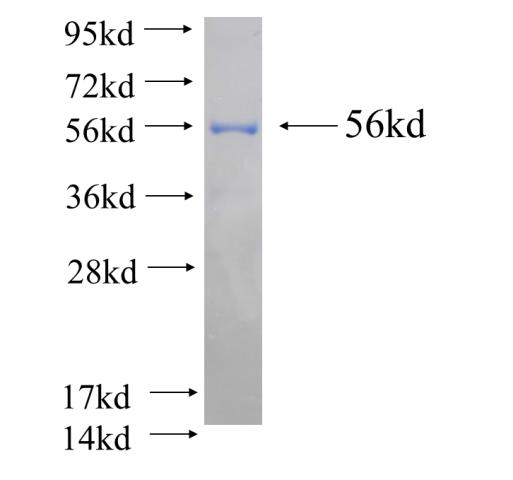 Recombinant human IFT52(Full length) SDS-PAGE