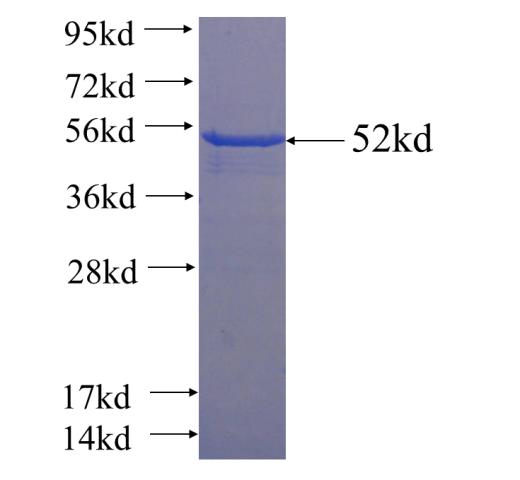 Recombinant human CLNS1A SDS-PAGE