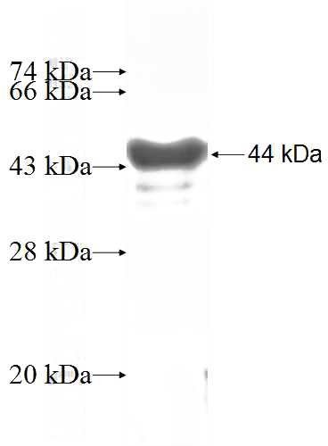Recombinant Human POLR3E SDS-PAGE