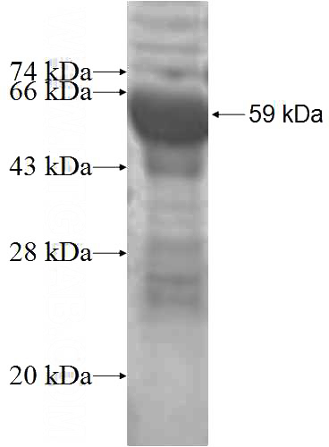Recombinant Human PECR SDS-PAGE