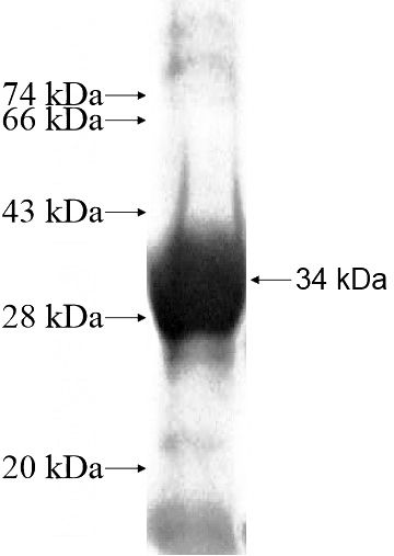 Recombinant Human MDH1B SDS-PAGE
