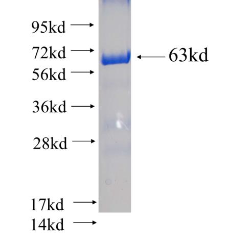 Recombinant Arabidopsis thaliana CPFTSY SDS-PAGE