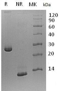 Mouse Tgfb2 recombinant protein