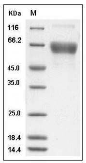 Mouse CD80 / B7-1 Protein (Fc Tag) SDS-PAGE