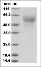 Human CD155 / PVR / NECL5 Protein SDS-PAGE