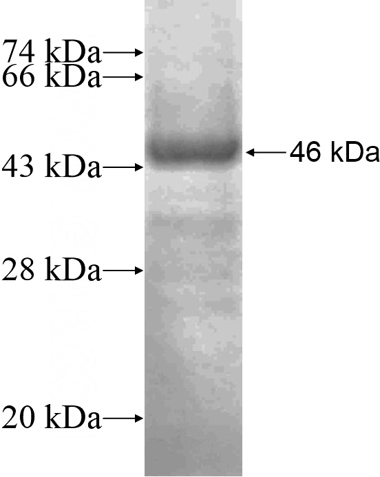 Recombinant Human SMURF2 SDS-PAGE