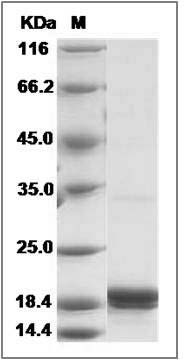 Canine CD40L / CD154 / TNFSF5 Protein SDS-PAGE