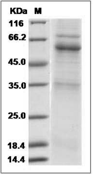 Canine ANGPTL7 / Angiopoietin-like 7 Protein (Fc Tag) SDS-PAGE
