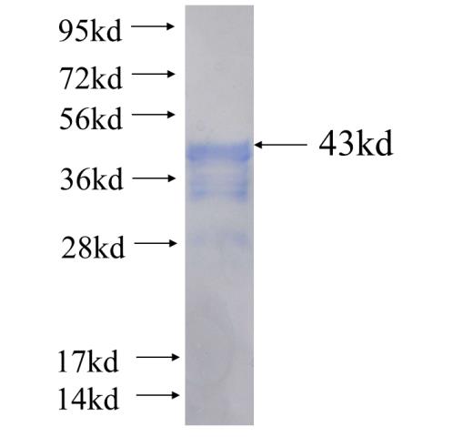 Recombinant human SYNC SDS-PAGE