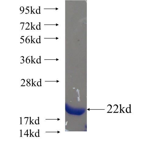 Recombinant human NENF SDS-PAGE