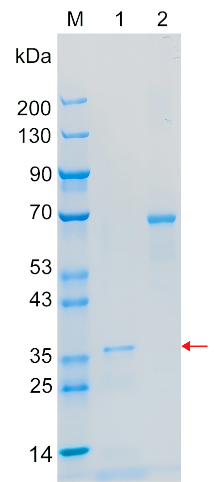 Recombinant SYT7 protein (His tag) SDS-PAGE