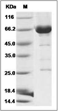 Mouse CDC37 / CDC37A Protein (His & GST Tag) SDS-PAGE