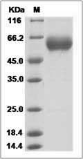 Rhesus CD137 / 4-1BB (Fc Tag) recombinant protein