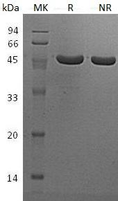 Human UBE2K/HIP2/LIG (GST tag) recombinant protein