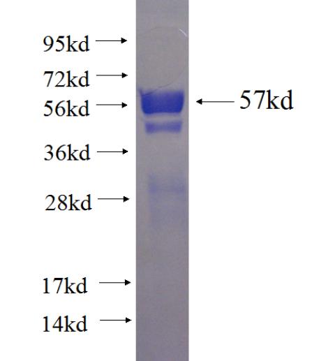 Recombinant human HLA class I (HLA-C) SDS-PAGE
