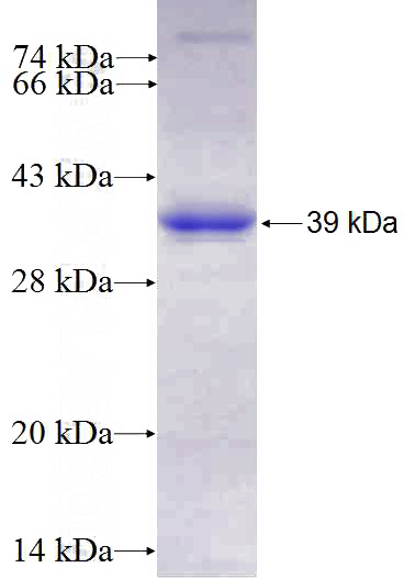 Recombinant Human PELP1 SDS-PAGE