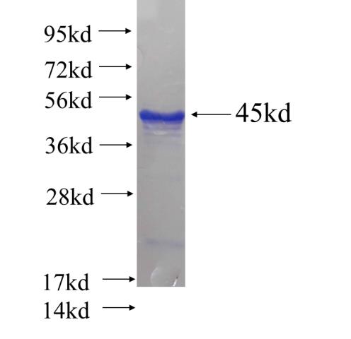 Recombinant human DDX27 SDS-PAGE