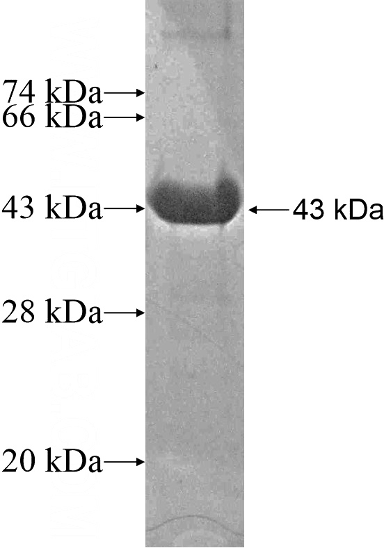Recombinant Human USH1G SDS-PAGE