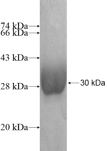 Recombinant Human IAH1 SDS-PAGE