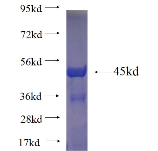 Recombinant human RGSL1 SDS-PAGE