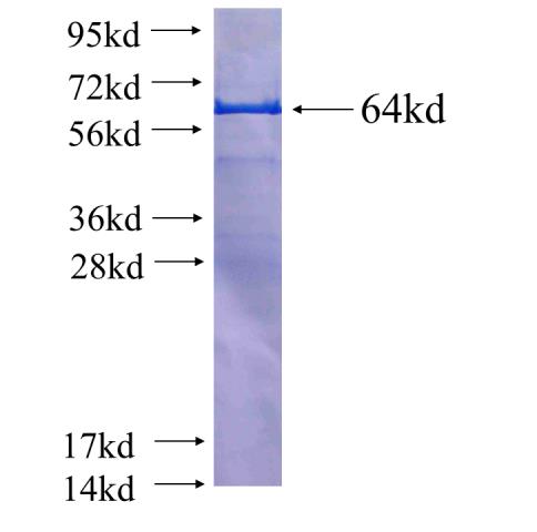 Recombinant human BAT1 SDS-PAGE