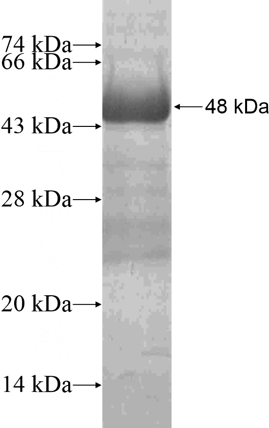Recombinant Human NAT12 SDS-PAGE