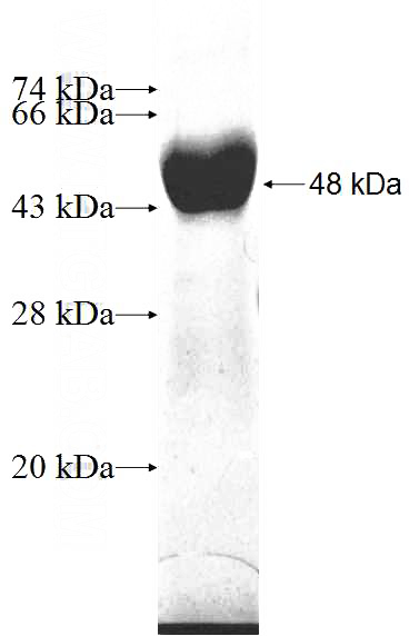 Recombinant Human FARSB SDS-PAGE