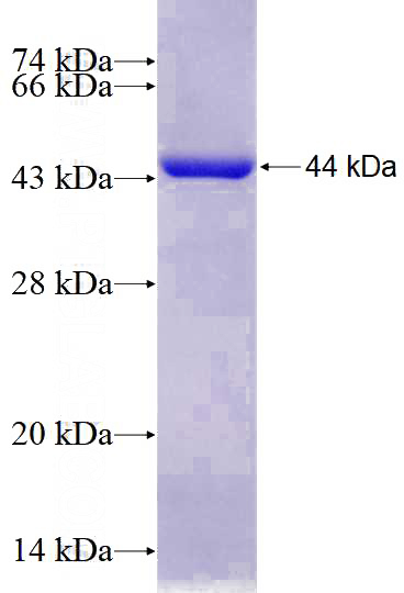 Recombinant Human OGT SDS-PAGE