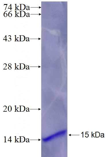 Recombinant Human CNTNAP3 SDS-PAGE