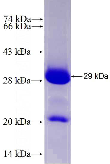 Recombinant Human TFG SDS-PAGE