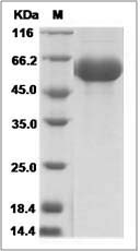Mouse LAG3 / CD223 / Lymphocyte activation gene 3 Protein (His Tag)