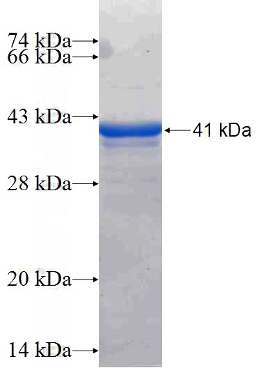 Recombinant Human IFI44 SDS-PAGE