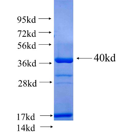 Recombinant human HNF1B SDS-PAGE
