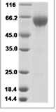 Human PD1/PDCD1/CD279 Protein 15093